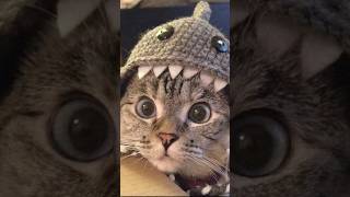 What Are Tabby Cats pets cat animalshorts tabbycat [upl. by Mateusz]