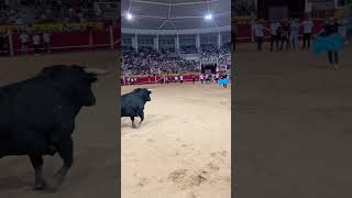 Cuidado en Navalcarnero con este toro⚠️🐂 [upl. by Ponzo]