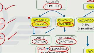 Hepatitis  Mapa mental  Dr Jaime Torres [upl. by Namzzaj]