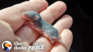 Watch The Teeniest Baby Deer Mice Grow Up In 30Day Timelapse  The Dodo Little But Fierce [upl. by Uria]