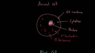 Cells Animal plant yeast bacteria  AQA Biology [upl. by Gnolb840]