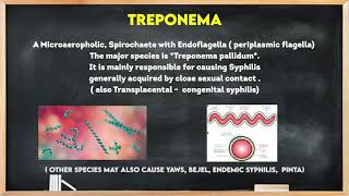 Micro30 The SpirochaeteTreponemaTreponema pallidum Medical Microbiology Kukreja Girish P shorts [upl. by Jobey]