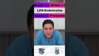 Bacterias Gram  y Gram  en 1 minuto [upl. by Cristi]