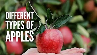 Types of Apples 25 Different Apples You Should Know [upl. by Arondell]