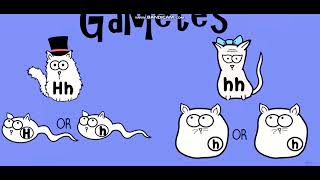 Biology with pinyin through AMOEBA SISTERS  Dihybrid and TwoTrait Crosses [upl. by Tsai]