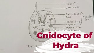 HOW TO DRAW A CNIDOCYTE  CNIDOCYTE OF HYDRA [upl. by Seiber]