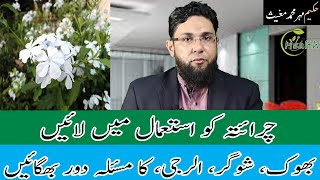 Chirata ke fayde in urdu  Chiraita ke benefits  charaita health benefits [upl. by Levania]