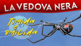 La Vedova nera timida e omicida ► Puntata 146 [upl. by Asli626]