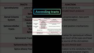 Spinothalamic tracts biology fmge inicet science fmgeians [upl. by Ginevra]