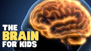 The Brain for Kids  Learn cool facts about the human brain [upl. by Matthia]