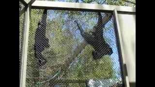 Siamang Gibbons howling at the LA Zoo 26 Jul 2015 [upl. by Walling144]