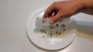 5 Ways to Cold Stratify Seeds  Plus Easy Seed Scarification Technique [upl. by Let]