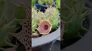 Huernia mccoyi Rareplant huernia payal nature flower shorts trending [upl. by Warrin350]