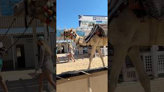 Wielbłąd na plaży w amarina abusoma hotel Safaga camel [upl. by Oinigih970]