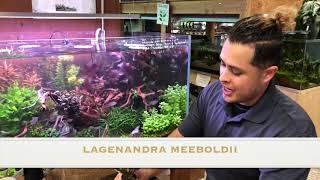 Aquarium Plants 101  Lagenandra Meeboldii ‘Red’ [upl. by Dloreg778]