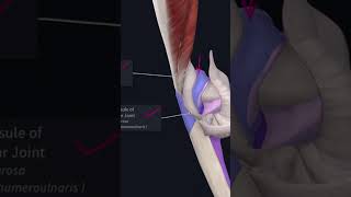 Ulna  Olecranon Process Anatomy mbbs education [upl. by Nair]