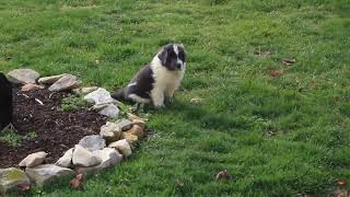 Newfoundland Puppies For Sale [upl. by Anaihs]