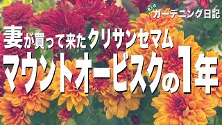 【洋菊】【挿木】【クリサンセマムマウントオービスク育て方】１年成長観察！ガーデニング庭づくり初心者 [upl. by Akinahs]