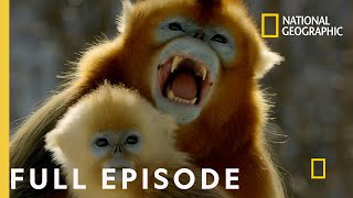 Forest of the Golden Monkey Full Episode  The Hidden Kingdoms of China [upl. by Snyder489]