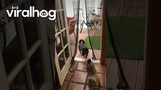 Cat Jumps Through Magnetic Screen Door  ViralHog [upl. by Brantley]