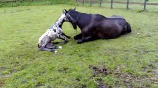 Tuscany Apollo foal born April 2009 [upl. by Naffets]