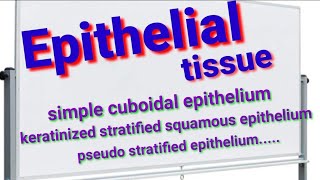 Epithelial Tissue ቲሹ ህብረሕዋስ anatomy anatomyphysiology epithelialtissue ኤፒተልየምሸፋኝ ህብረ ህዋስ [upl. by Beulah]