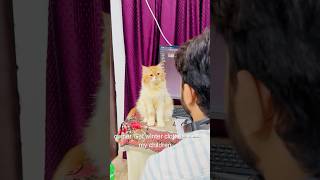 Billu ki acting😳catcomedy viralcat catvideo sajidcat catlover cat billucat funny [upl. by Teews]