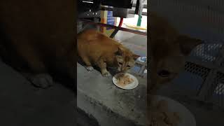 同一个停车场的两只小猫🐱，小金虎🐯在车顶，小狮子Leo 🦁在车底。 [upl. by Marie-Ann850]