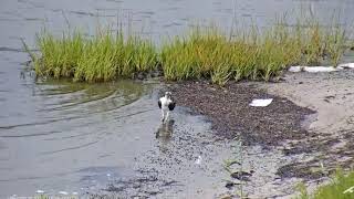 Barnegat Light Osprey Cam chick with band number 46K hanging out in the water 2019 08 28 20 31 [upl. by Beka]