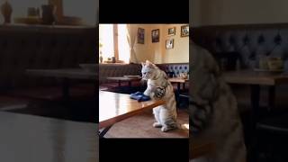 Funny Cat Video cat youtubeshorts ytshorts [upl. by Tigirb850]