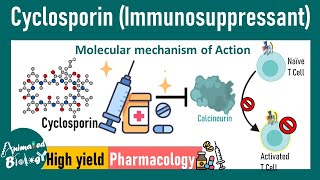 Cyclosporin  Immunosuppressant  How cyclosporin works at molecular level  Pharmacology [upl. by Beret200]