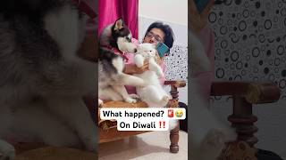 Diwali Disaster Alert 🚨😨 shorts dog husky trendingsongs [upl. by Thorin]