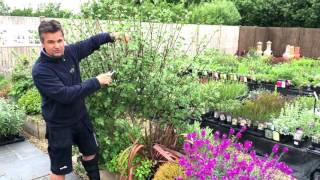 Antonys Gardening Tips  Lavatera [upl. by Eelame]