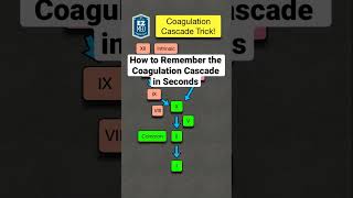 How to Remember the Coagulation Cascade in Seconds Pathway Made Easy [upl. by Leschen]