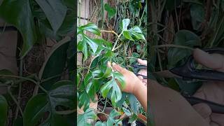 Rhaphidophora tetrasperma propagation houseplant diy gardenhacks handmade terracottapots fyp [upl. by Iand724]