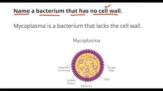 Mycoplasma [upl. by Sachsse]