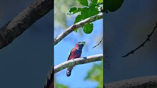 Scarlet Broadbill with Black Necklace A Vibrant Jewel of Southeast Asia birds [upl. by Dewhirst]