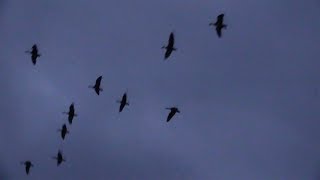 The Shooting Show  threegun wildfowling on Orkney [upl. by Dearman]