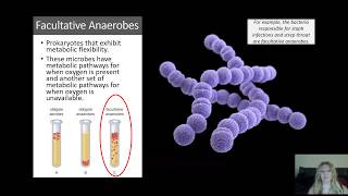 Microbial Metabolism  Fermentation Aerobic and Anaerobic Cellular Respiration [upl. by Rasmussen]