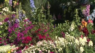 Delphinium Southern Gardening TV April 25 2012 [upl. by Dott]