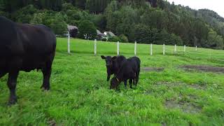 Styria  Angus Hans Grassauer [upl. by Sabas]