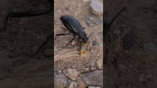 05052021 Pinacate Beetle or Desert Stink Beetle shorts [upl. by Gensmer]