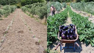 ΕΛΙΕΣ ΚΑΙ ΚΗΠΕΥΤΙΚΑ ΣΕ ΑΚΟΜΗ ΜΙΑ ΕΠΙΤΥΧΗΜΕΝΗ ΣΥΓΚΑΛΛΙΕΡΓΕΙΑ ΜΕ ΤΗΝ ΒΟΗΘΕΙΑ ΚΑΘΑΡΑ ΦΥΣΙΚΩΝ ΠΡΟΙΟΝΤΩΝ [upl. by Enelloc]