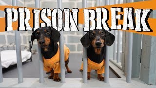 Ep 8 WIENER DOG PRISON BREAK  Funny Dogs Escaping Jail [upl. by Hakilam]