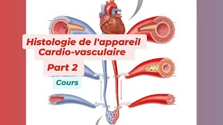 HISTOLOGIE DE LAPPAREIL CARDIO VASCULAIRE  Part 2 [upl. by Accebar]