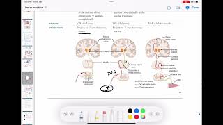 Dorsal column tract  Ascending tracts of spinal cord neurology 63  First Aid USMLE Step 1 [upl. by Gunthar985]