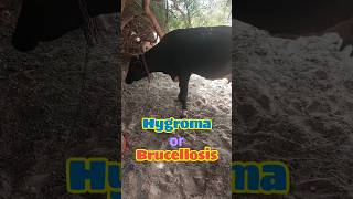 Brucellosis  Hygroma  Cattle Disease [upl. by Nils635]