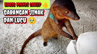 Garangan jinakmenjemur garangan habis mandi‼️ garanganjinak linsang musang [upl. by Franek]