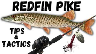 Uncovering the Secret to Catching More Redfin Pickerel Redfin Pike [upl. by Donelle]