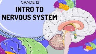 EASY TO UNDERSTAND  Introduction to Nervous System [upl. by Madelina]